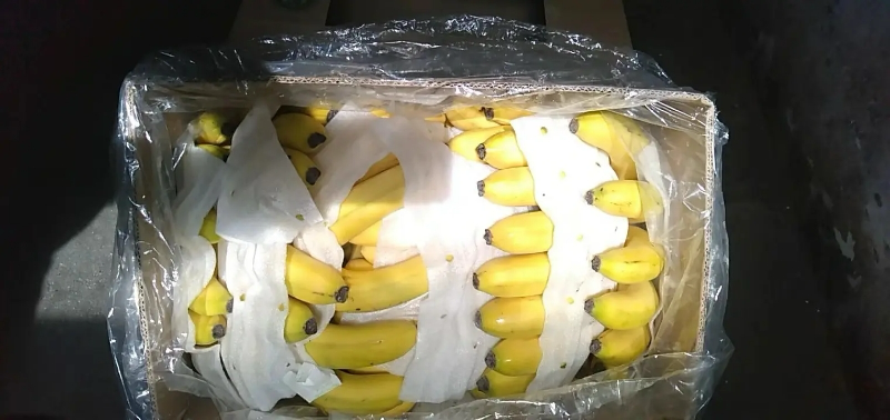 家庭厨房中香蕉储存方式对比示意图