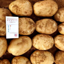 陕西省靖边县纯沙地v7土豆薯形好光滑干净无疤无黑现在上市