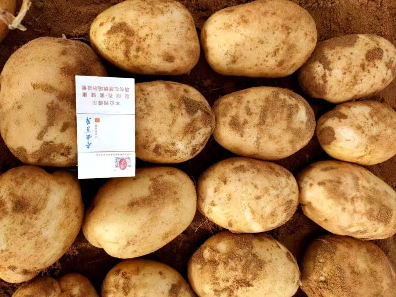 陕西省靖边县纯沙地v7土豆薯形好光滑干净无疤无黑现在上市