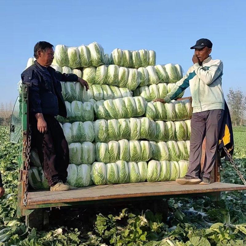 [热卖]湖北天门白菜黄心白菜产地直发专业代办