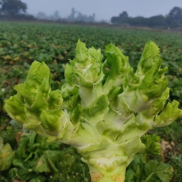 大足区铁山镇儿菜