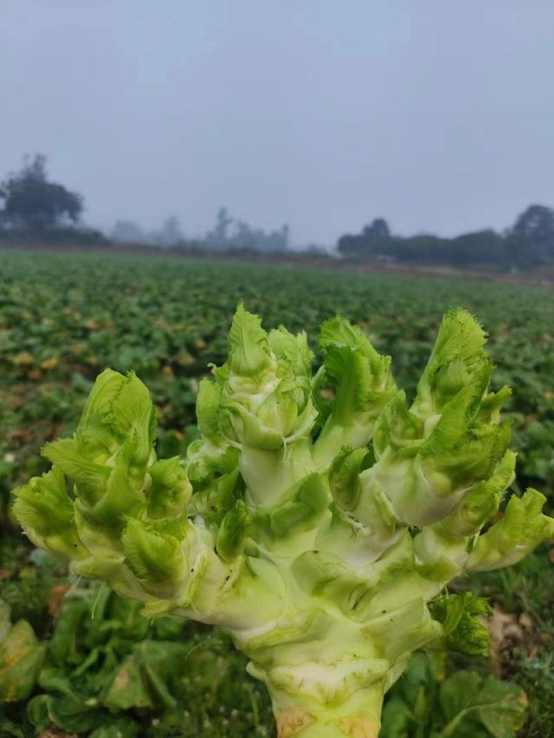 大足区铁山镇儿菜