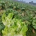 大足区铁山镇儿菜