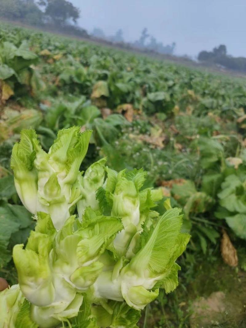 大足区铁山镇儿菜