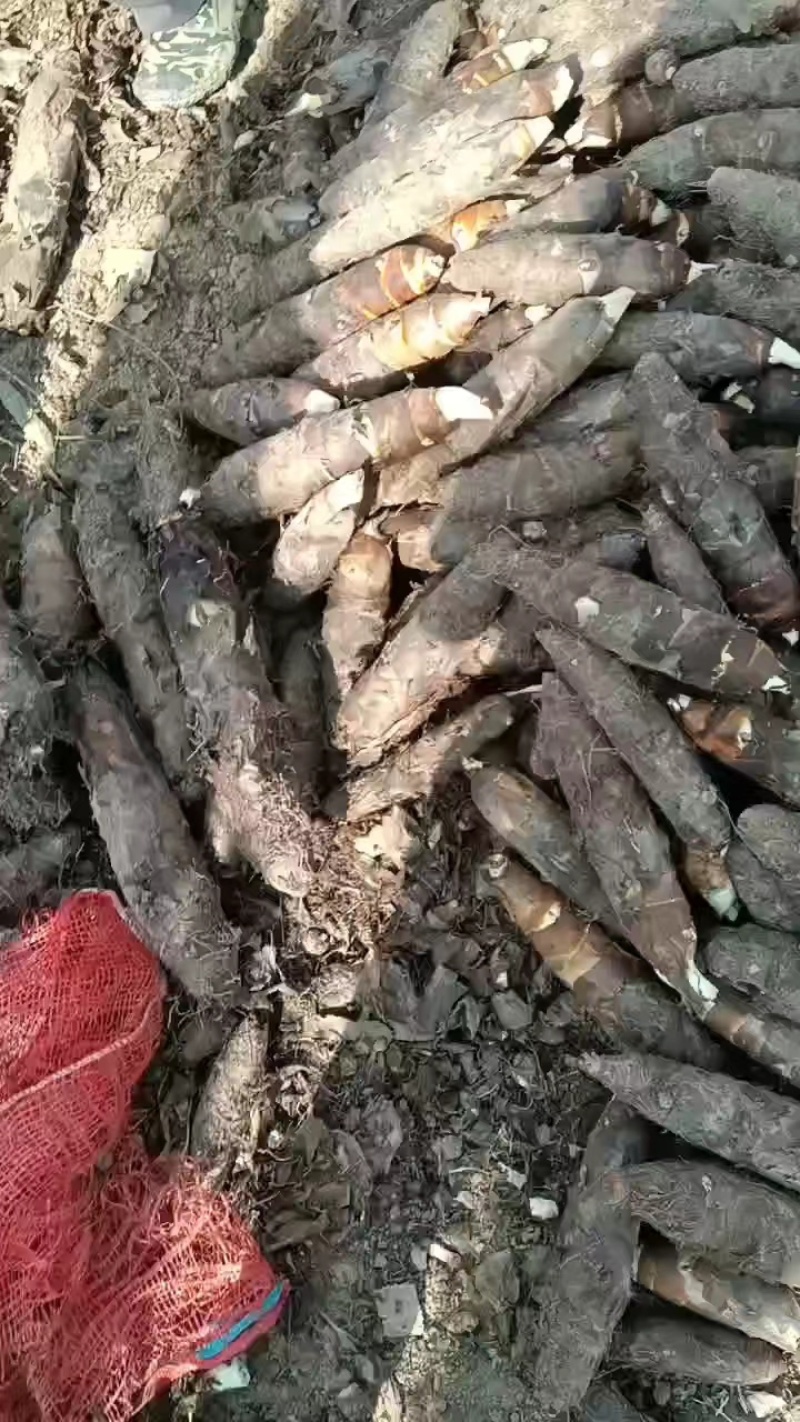 【热卖】香芋老陈改良香芋自产自销软糯香甜品质保证