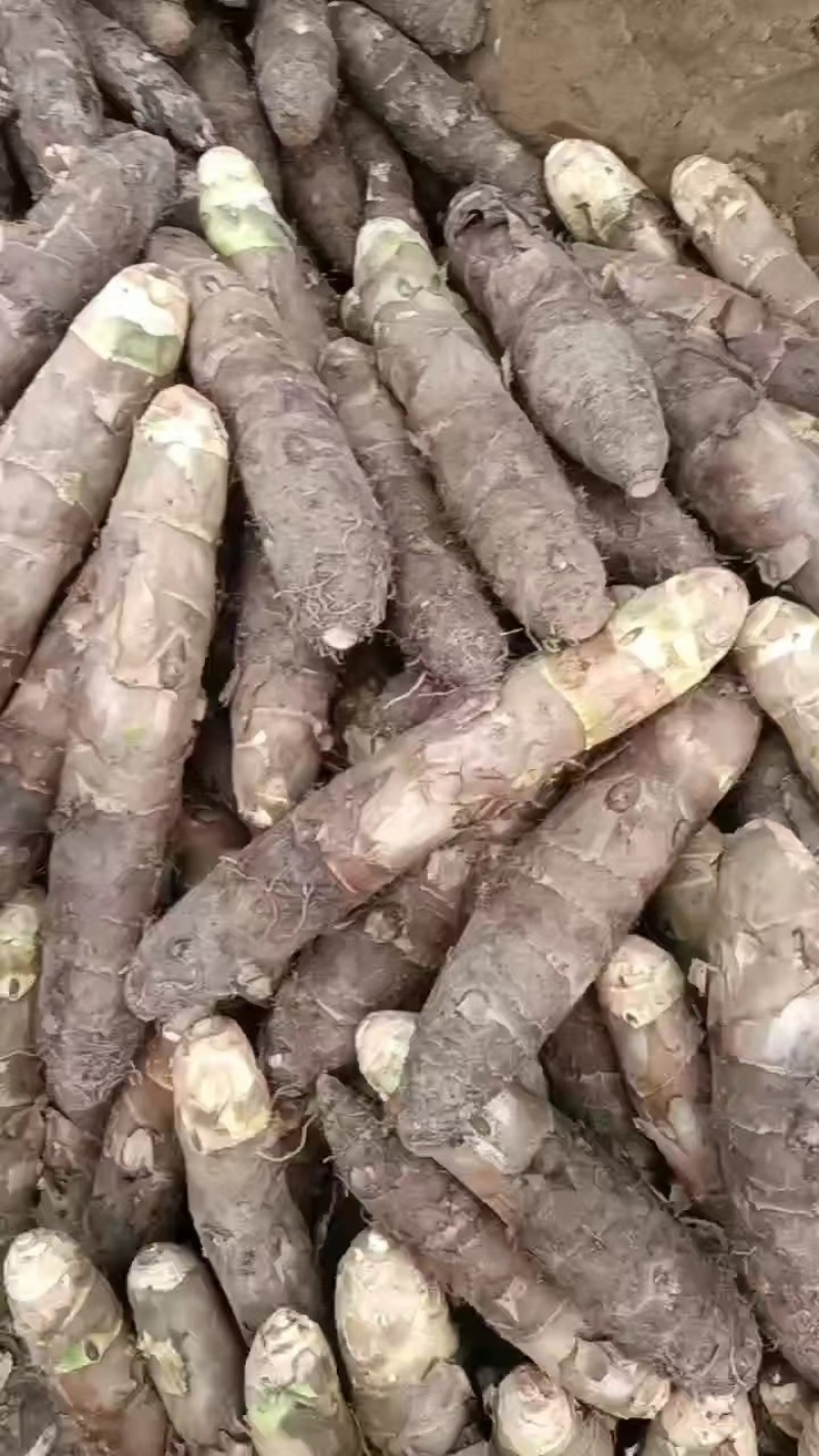 【热卖】香芋老陈改良香芋自产自销软糯香甜品质保证