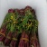 威远本地精品红油菜苔