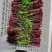 威远本地精品红油菜苔