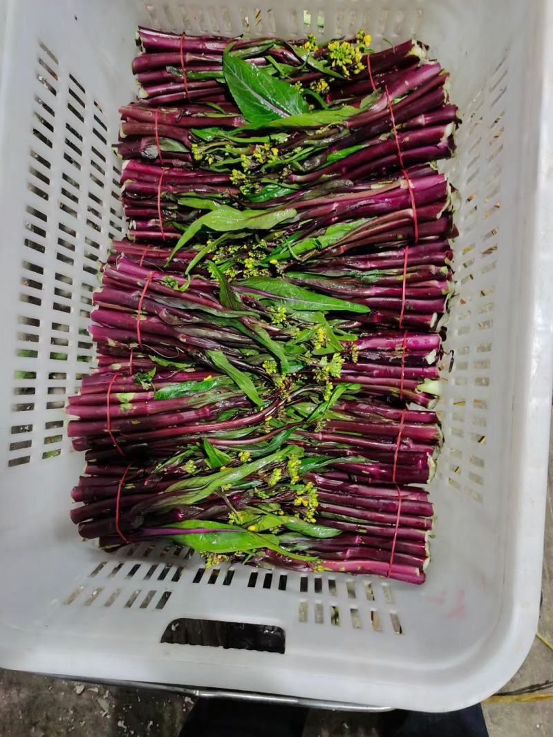 威远本地精品红油菜苔