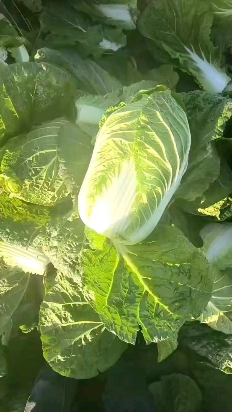 精品黄心大白菜345斤个头品质好价格优，产地一手货源