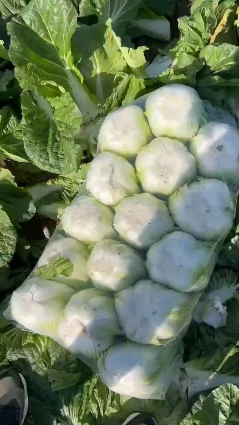 精品黄心大白菜345斤个头品质好价格优，产地一手货源