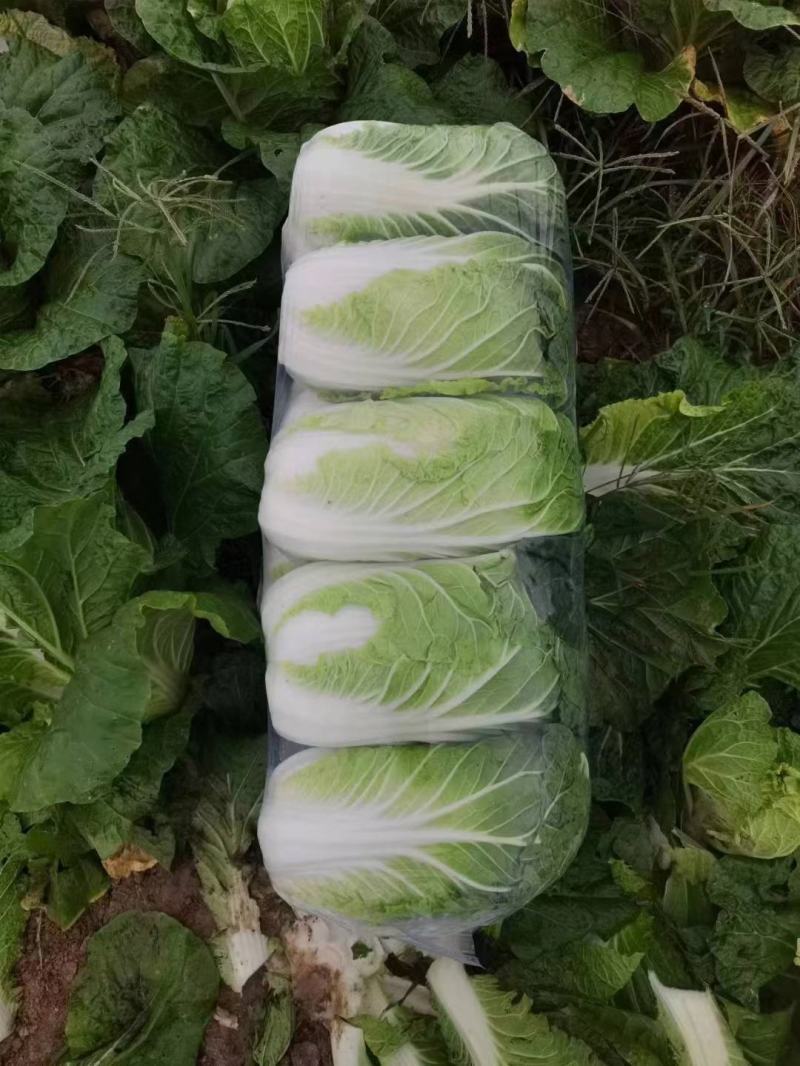 精品黄心大白菜345斤个头品质好价格优，产地一手货源