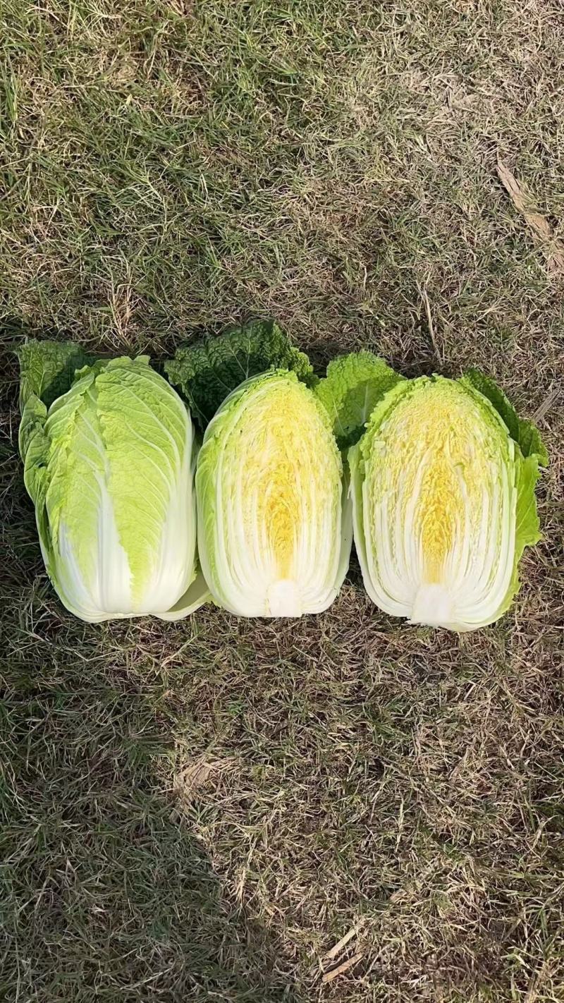 精品黄心大白菜345斤个头品质好价格优，产地一手货源