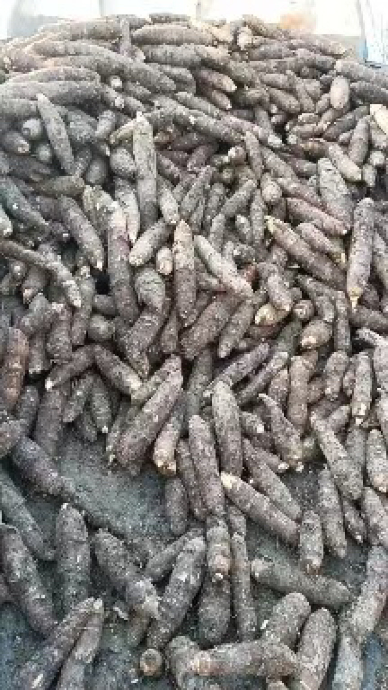 【香芋种子】产地直发包售后包成活成果软糯香甜
