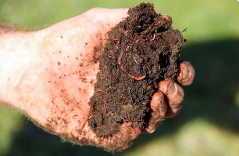 【有机肥】蚯蚓粪纯二次发酵蚯蚓粪改善土壤结构强壮作物