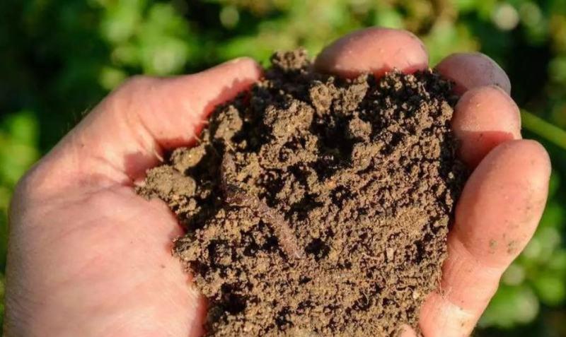【有机肥】蚯蚓粪纯二次发酵蚯蚓粪改善土壤结构强壮作物