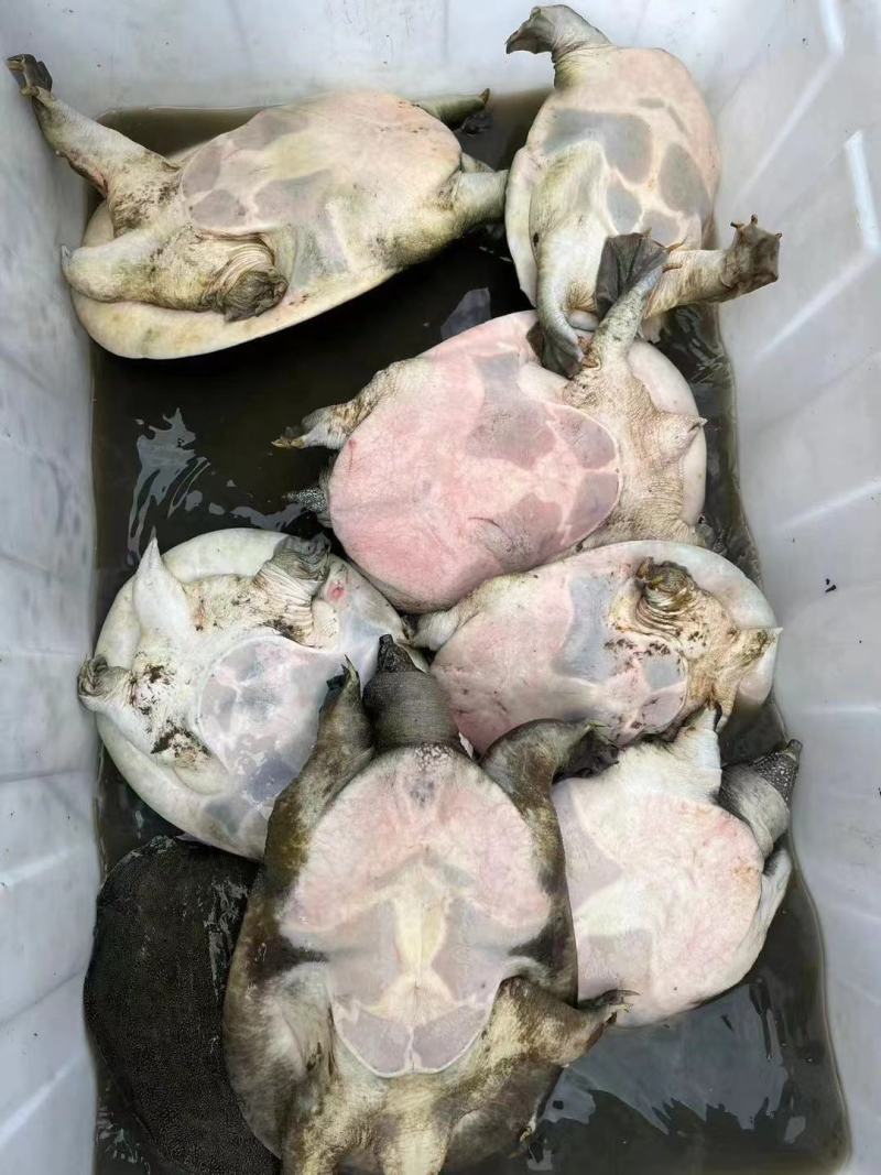 8年-10年生态水库老母甲鱼精品靓货，酒楼饭庄必备