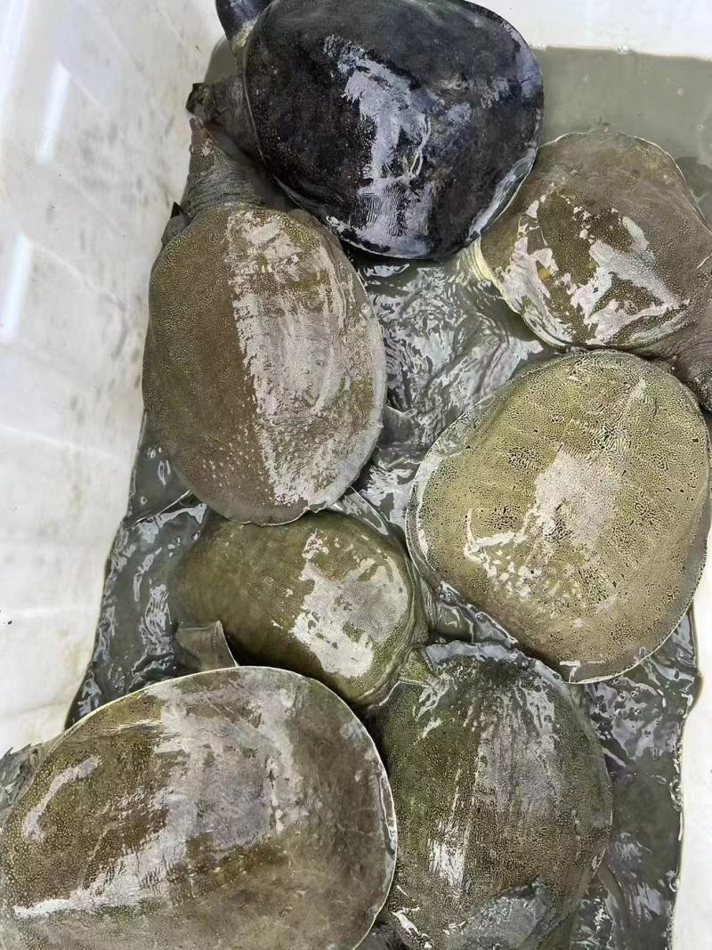 8年-10年生态水库老母甲鱼精品靓货，酒楼饭庄必备