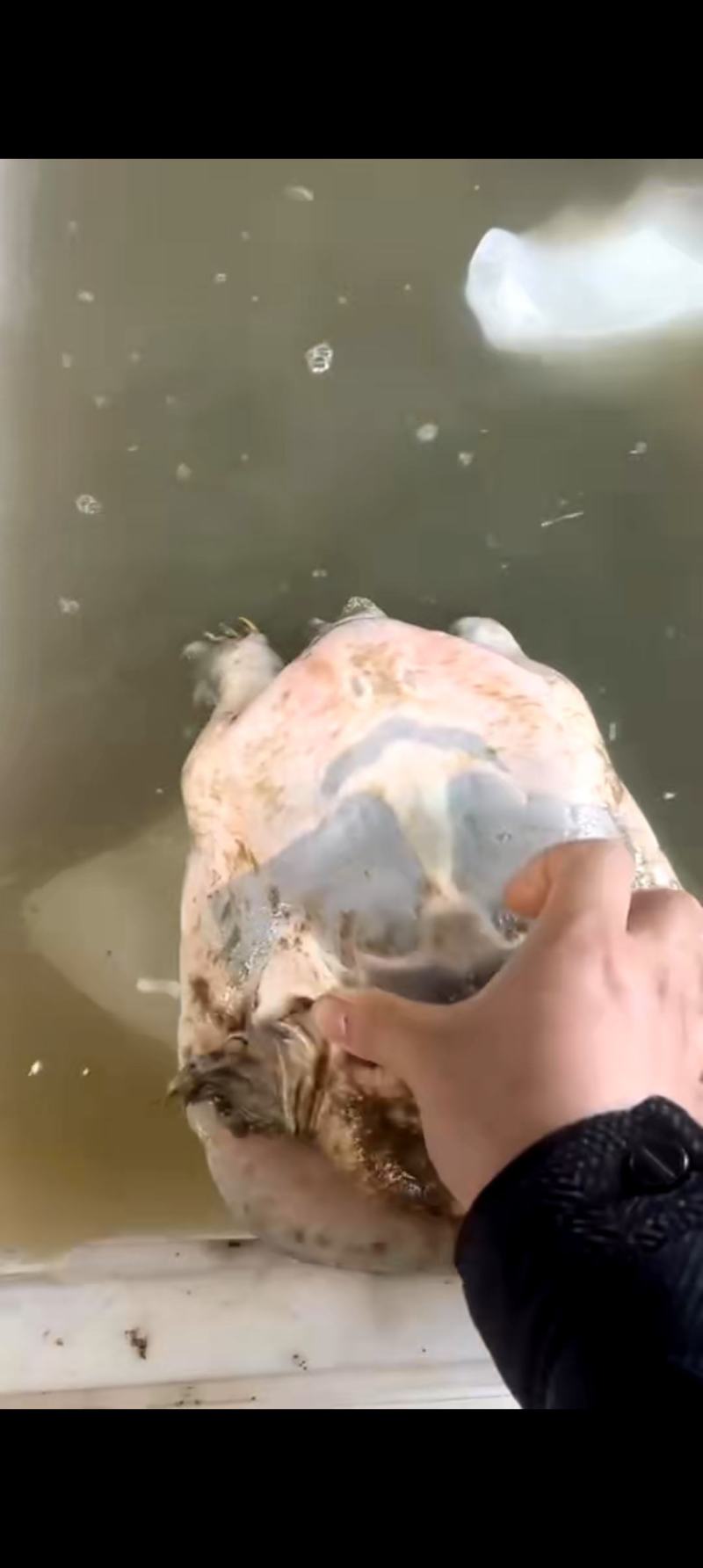 8年-10年生态水库老母甲鱼精品靓货，酒楼饭庄必备