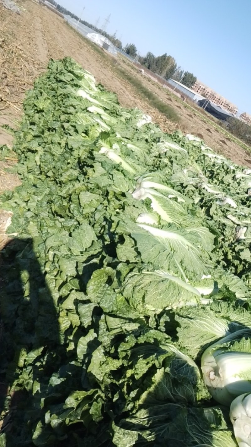 北京新3号大白菜