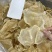 蝴蝶胶鱼胶各种头数