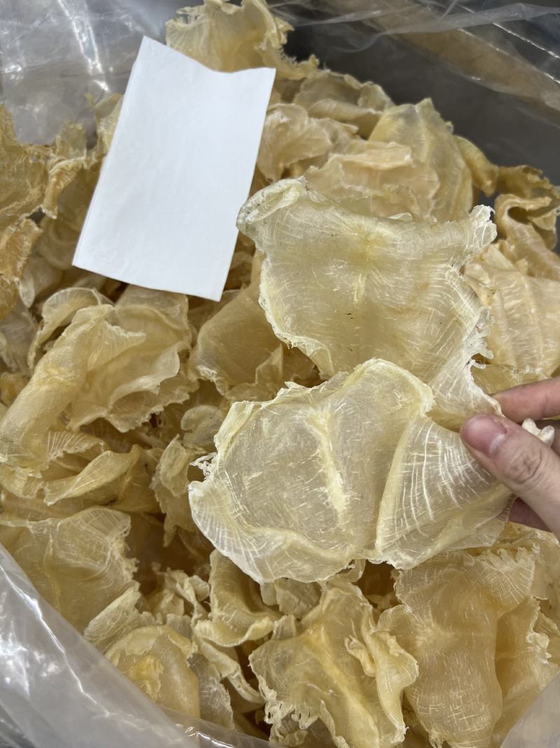 蝴蝶胶鱼胶各种头数