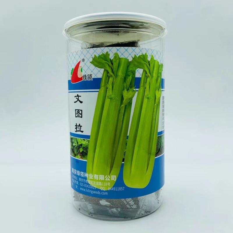 文图拉芹菜种子西芹，小香芹品种纤维少，高产品种
