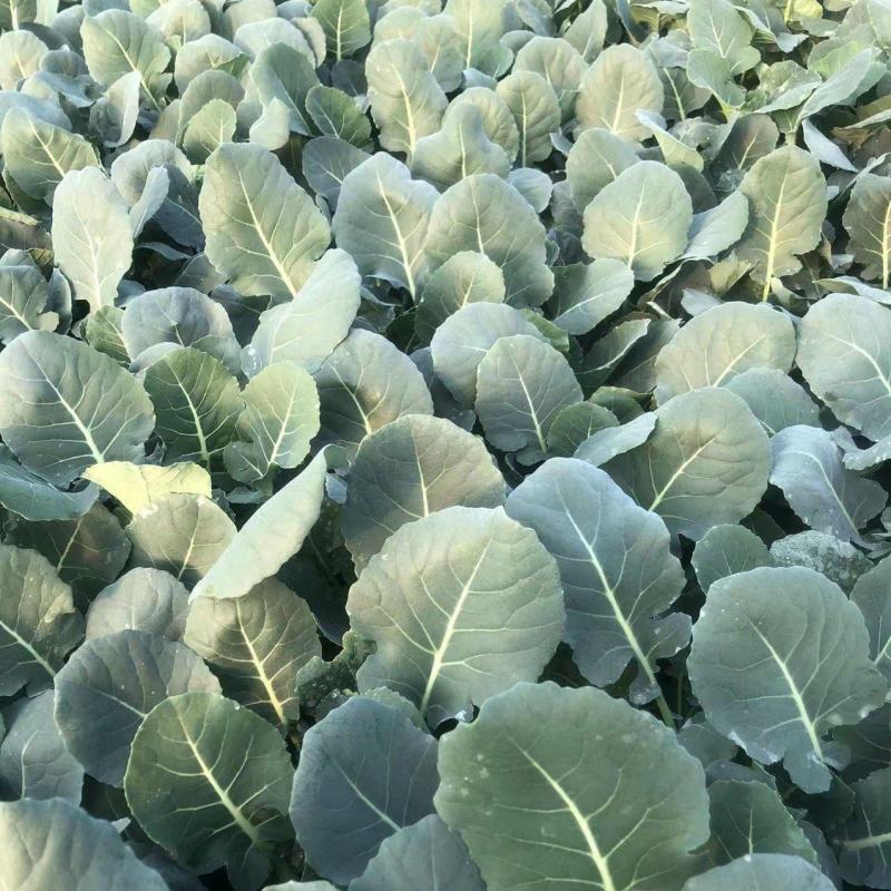 【甘蓝苗】江苏精品甘蓝苗，基地直供，品质保证，供应全国