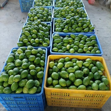 广东香水柠檬