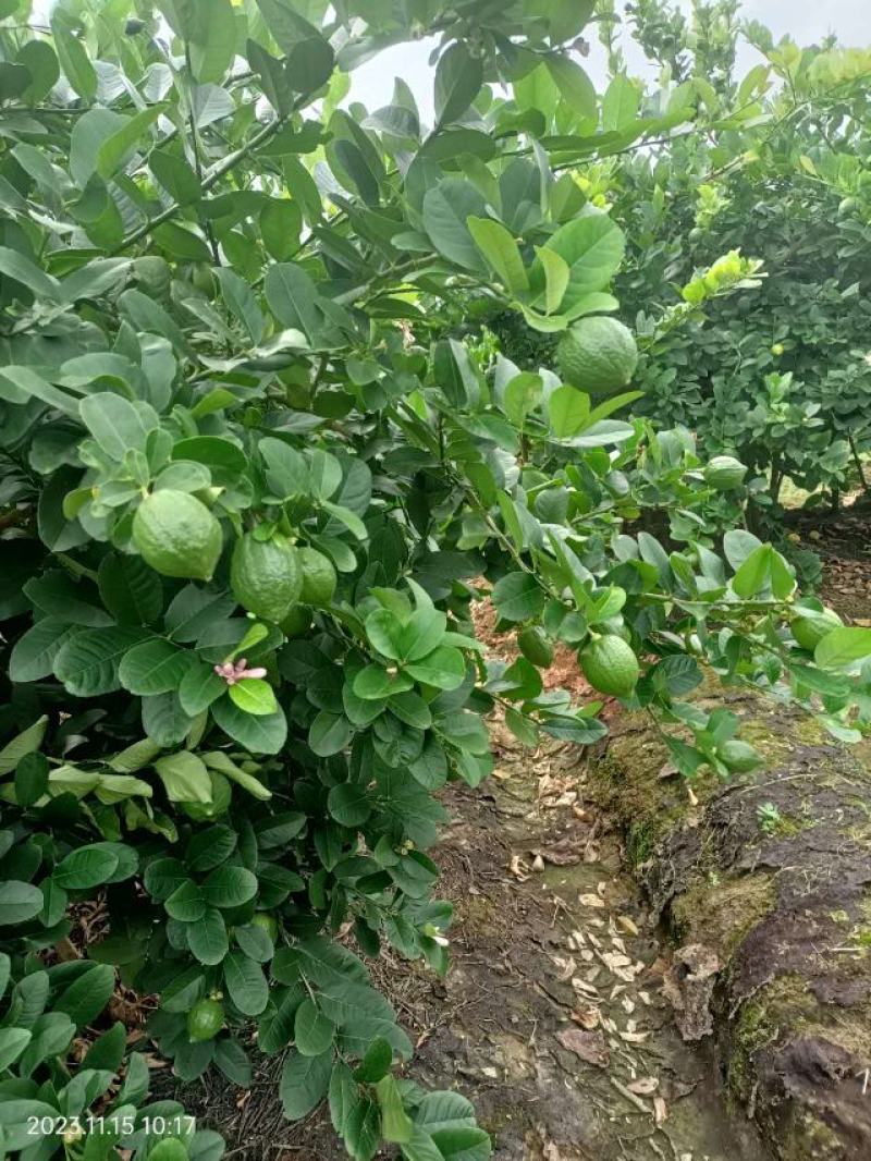 广东香水柠檬