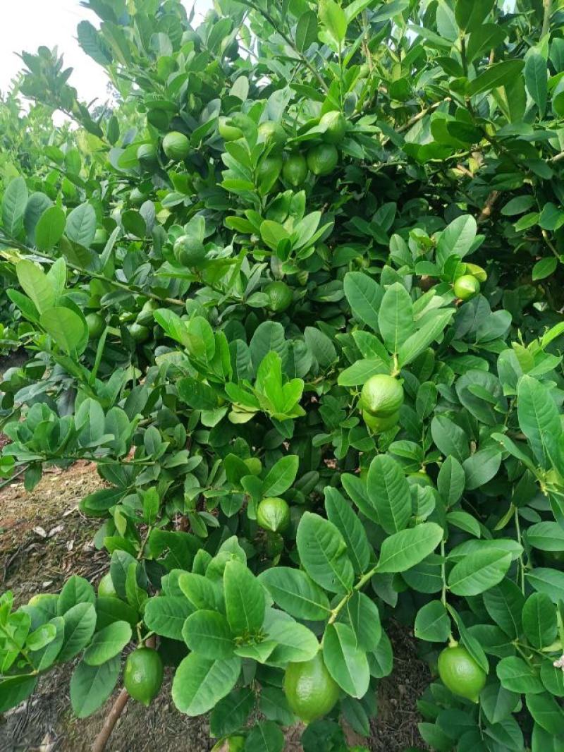 广东香水柠檬