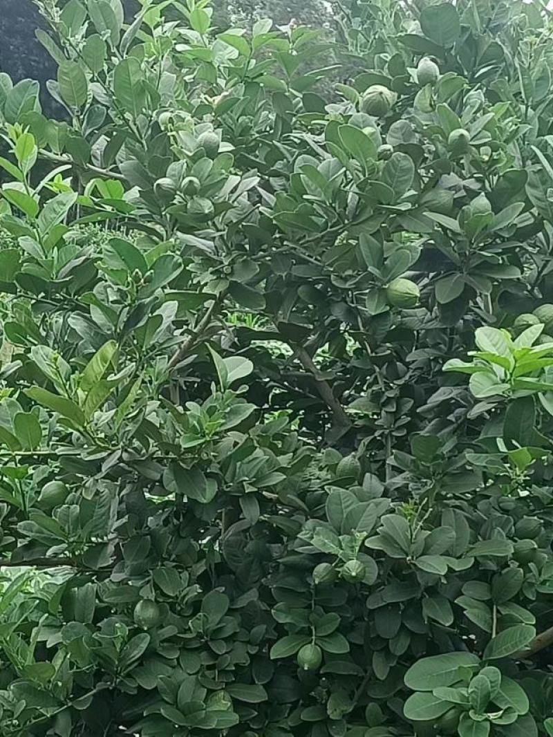 广东香水柠檬