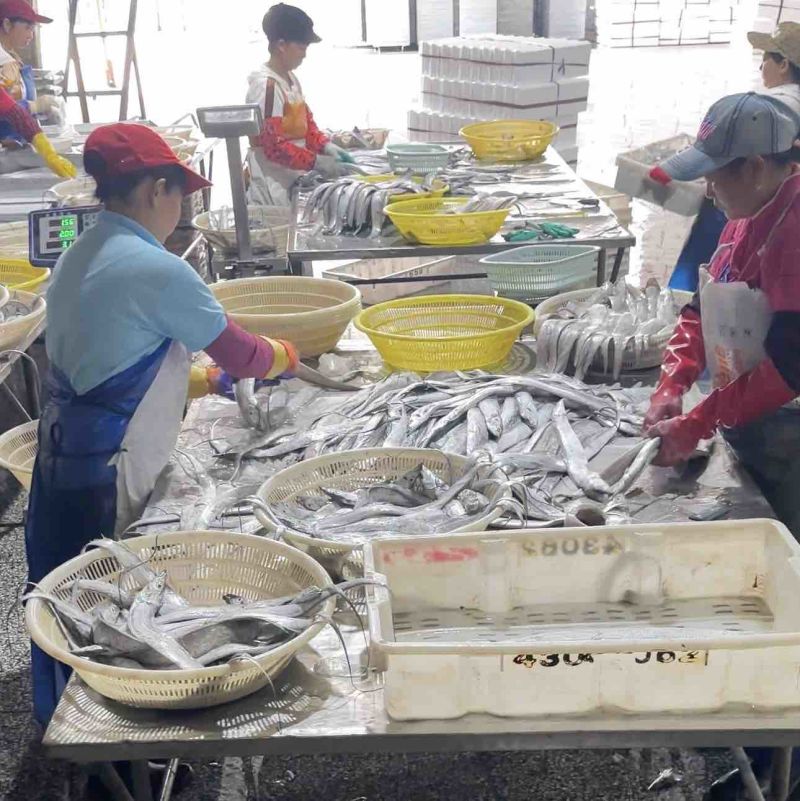 舟山带鱼冷冻带鱼精品礼盒厂家直发无中间商供应电商市场批发