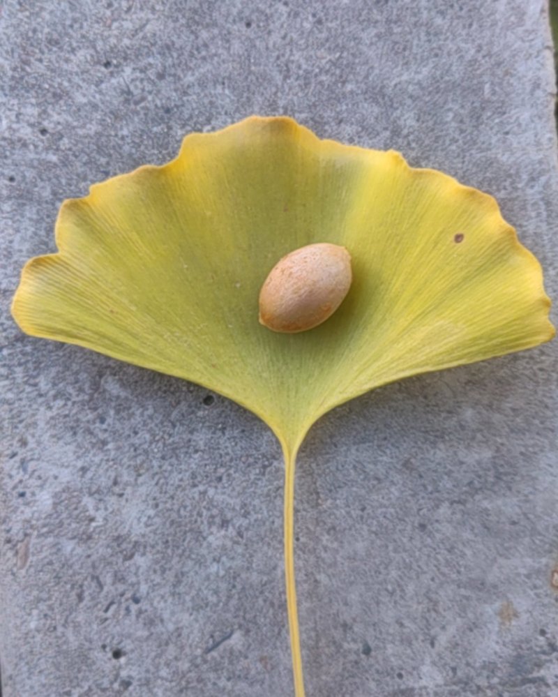 白果