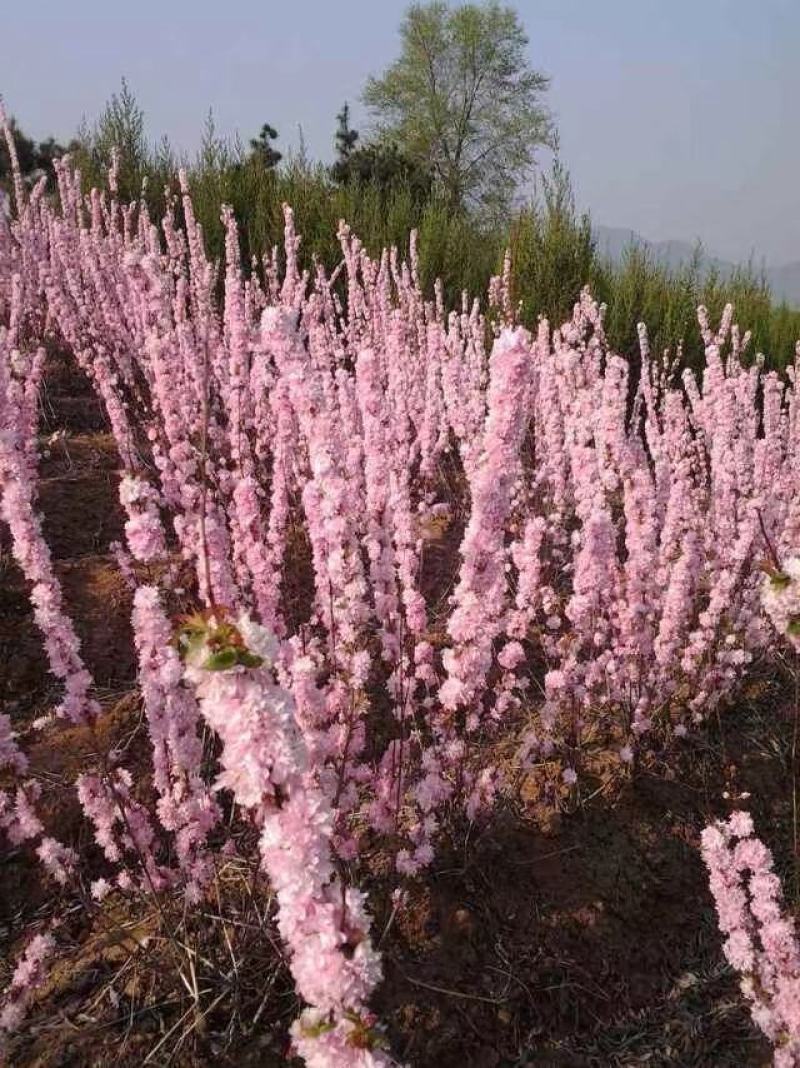 干枝榆叶梅