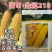 金冠218甜玉米种子北京四海大棒超甜水果玉米种籽孑黄粒大