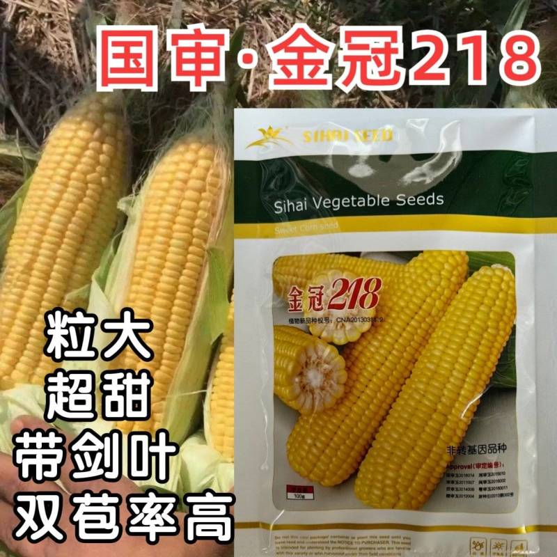 金冠218甜玉米种子北京四海大棒超甜水果玉米种籽孑黄粒大