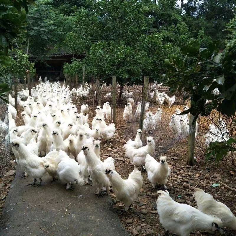 精品泰和乌鸡大量上市，规格齐全，货源充足，欢迎来咨询
