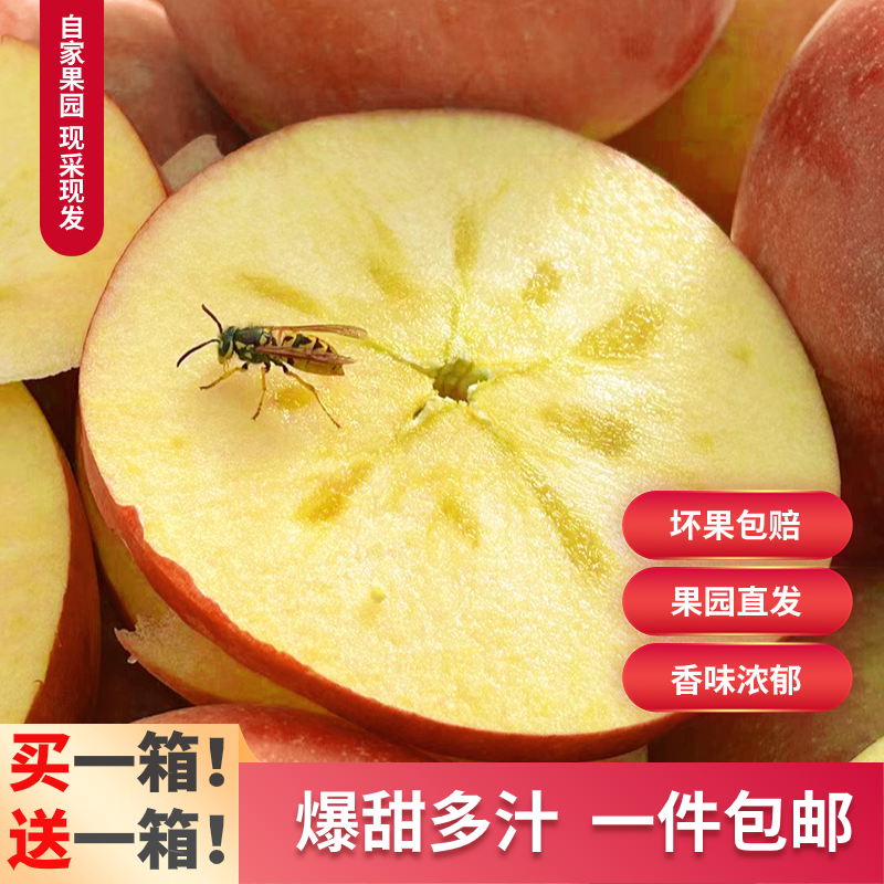 阿克苏冰糖心苹果福利价买一箱送一箱80大果一件代发