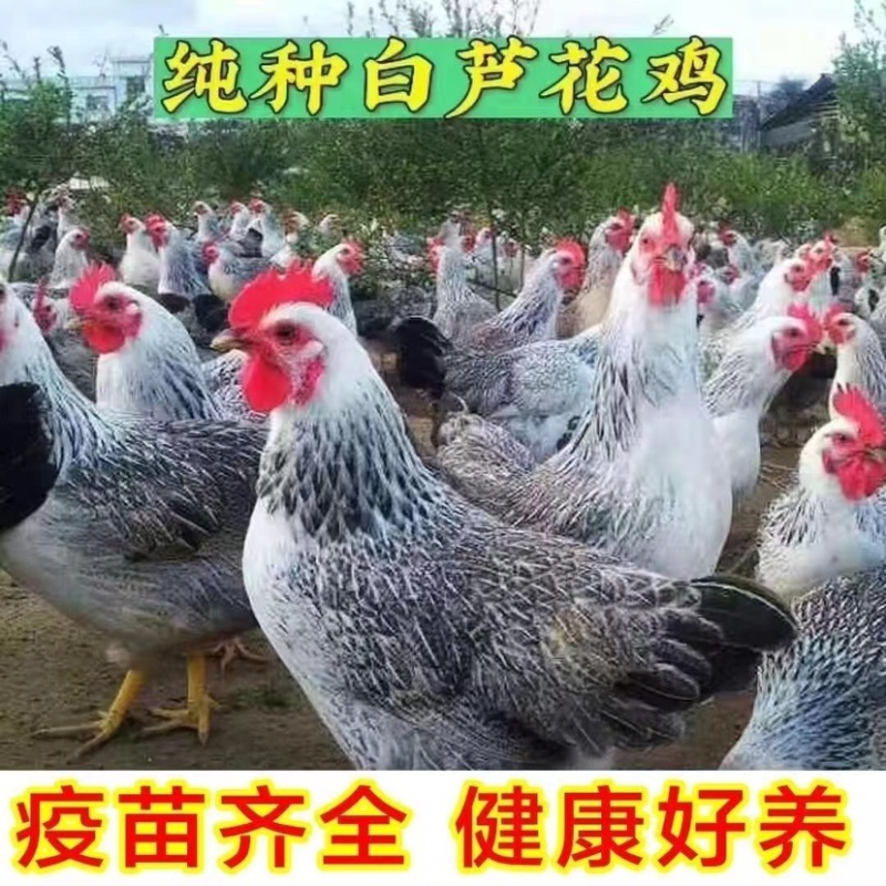 正宗芦花鸡苗大量上市，品种，规格齐全，货源充足欢迎来电