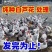 正宗芦花鸡苗大量上市,品种,规格齐全,货源充足欢迎来电