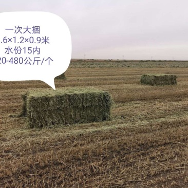苜蓿草