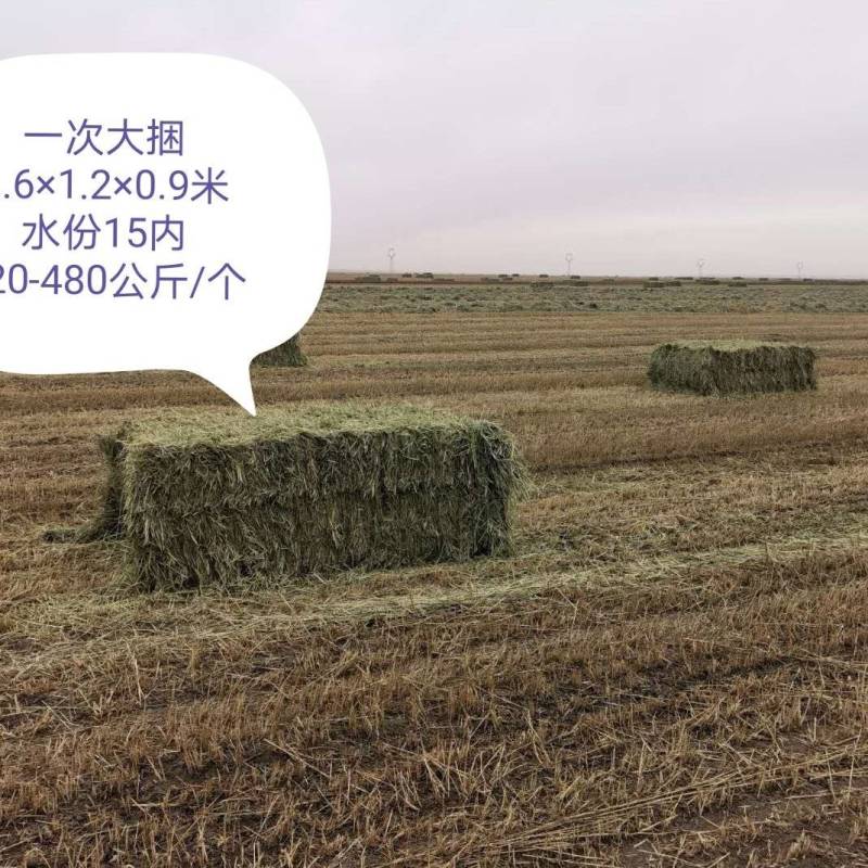 苜蓿草