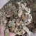 芭叶，枇杷叶，新货，一手货源，保质保量，批发各种中药材