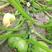圆西葫芦种子圆亮168早熟圆葫瓜形圆亮绿色高产抗病毒