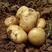 内蒙古黄心土豆品种齐全量大从优质量保证可视频看货