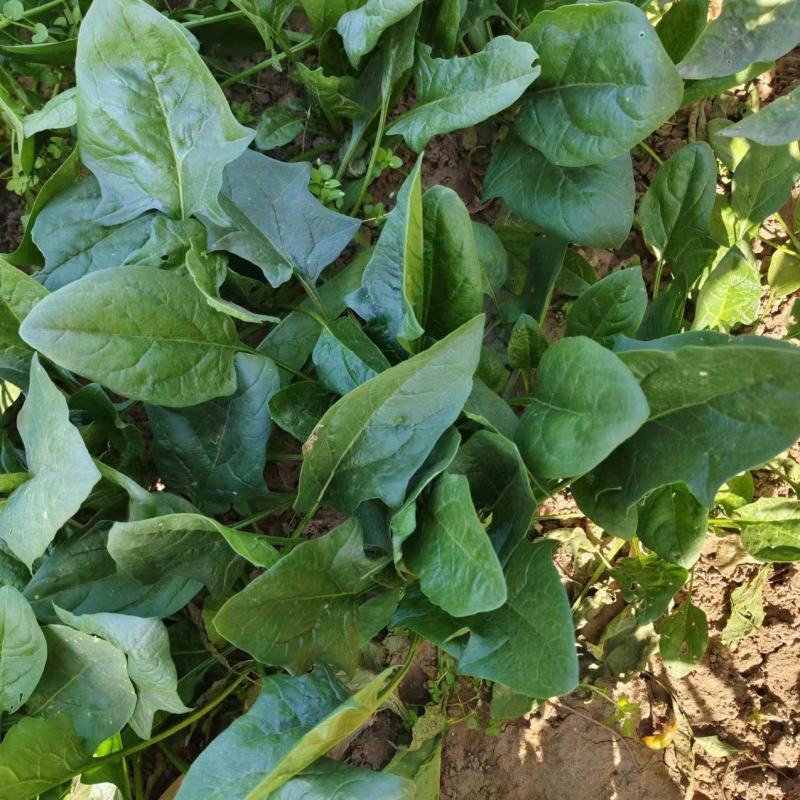精品大叶菠菜菠菜现货大量供应产地一手货源