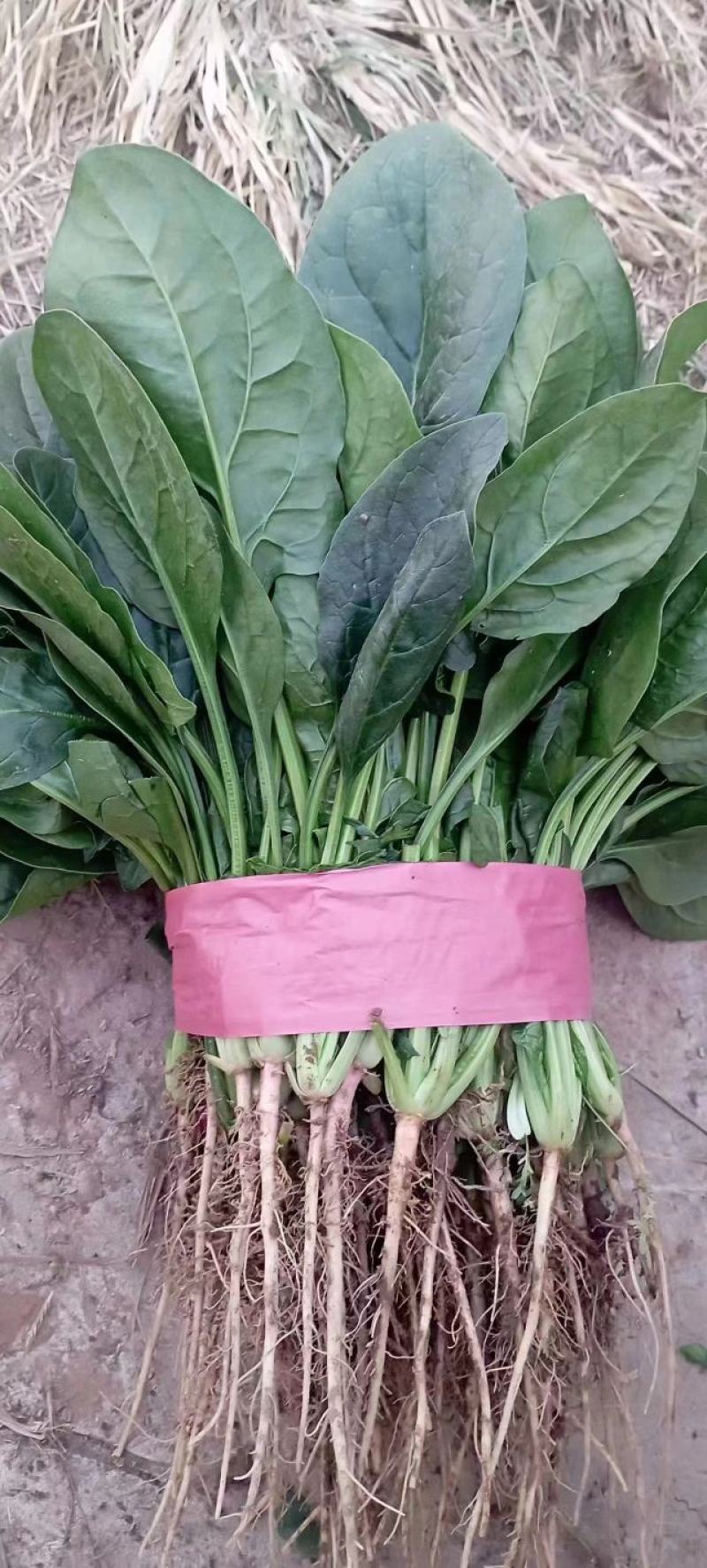 精品大叶菠菜菠菜现货大量供应产地一手货源