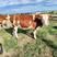 【包售后】西门塔尔牛犊内蒙牧区牛犊提供技术包成活