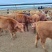 【牛】黄牛内蒙牧区放养牛【肉质鲜嫩】黄膘包售后